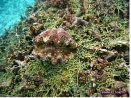 菱硨磲蛤 (圖片來源：海洋國家公園管理處)