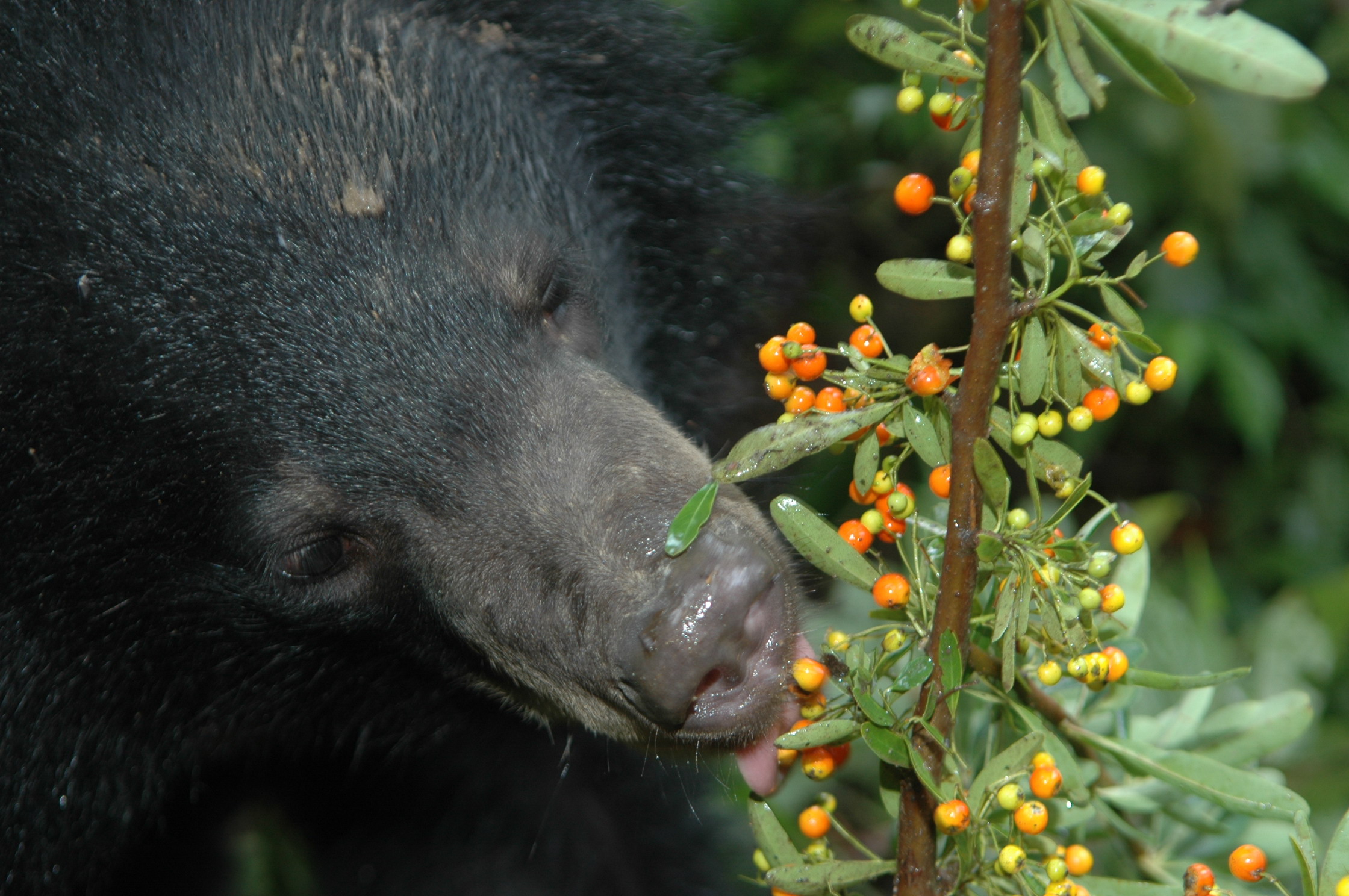 台灣黑熊覓食