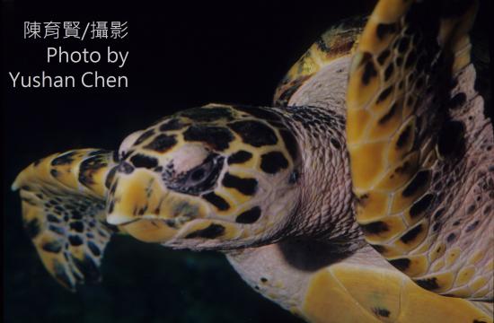鷹嘴海龜(圖片來源：臺灣生命大百科，陳育賢攝)