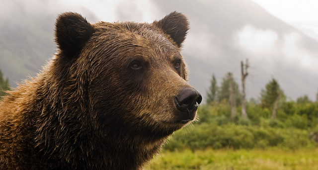 阿拉斯加灰熊。(取自flickr，攝影Princess-Lodges)