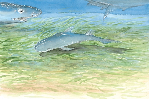 東沙一帶的檸檬鯊復育研究復育有成(圖片摘錄「為愛出行」)