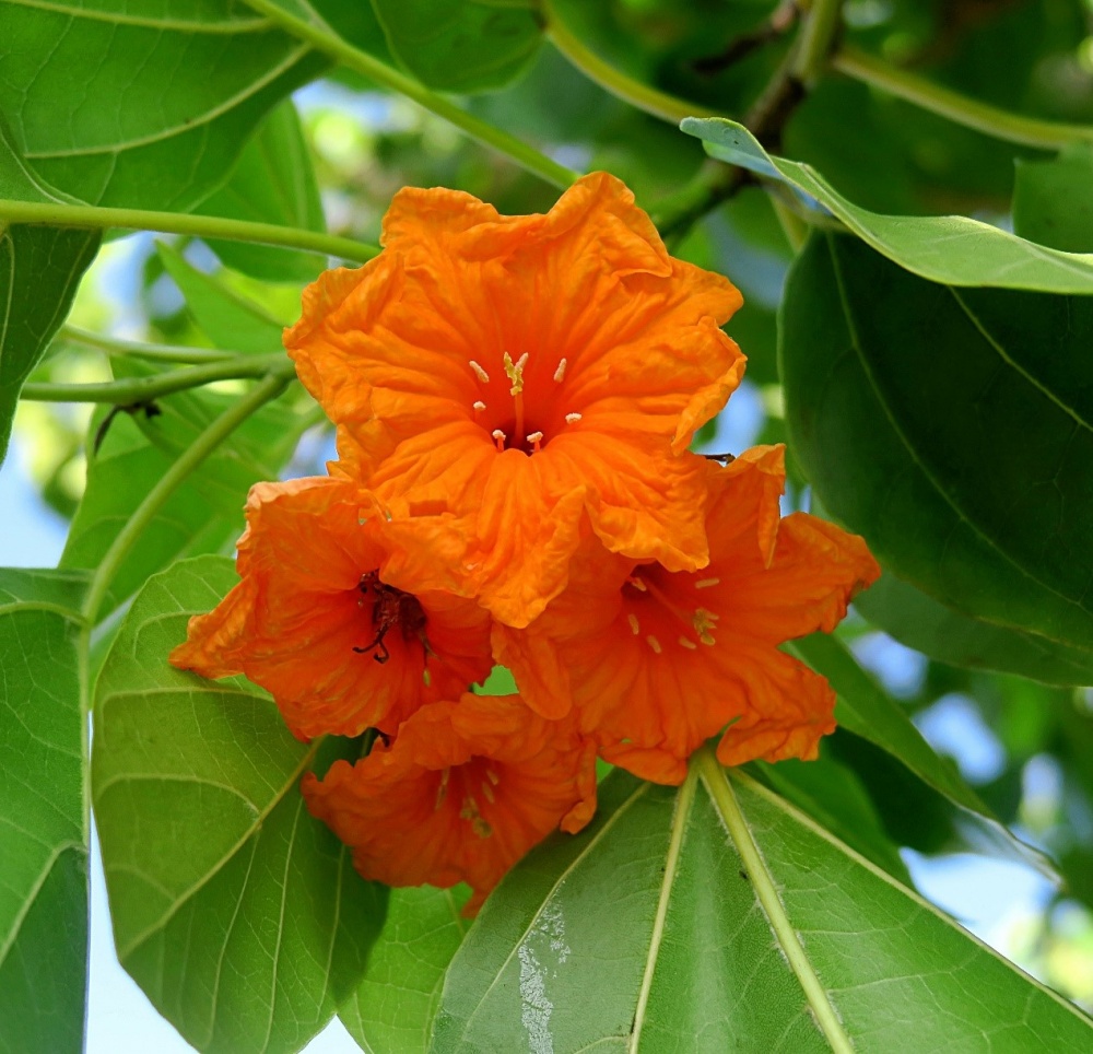橙花破布子的花(海洋國家公園管理處提供)