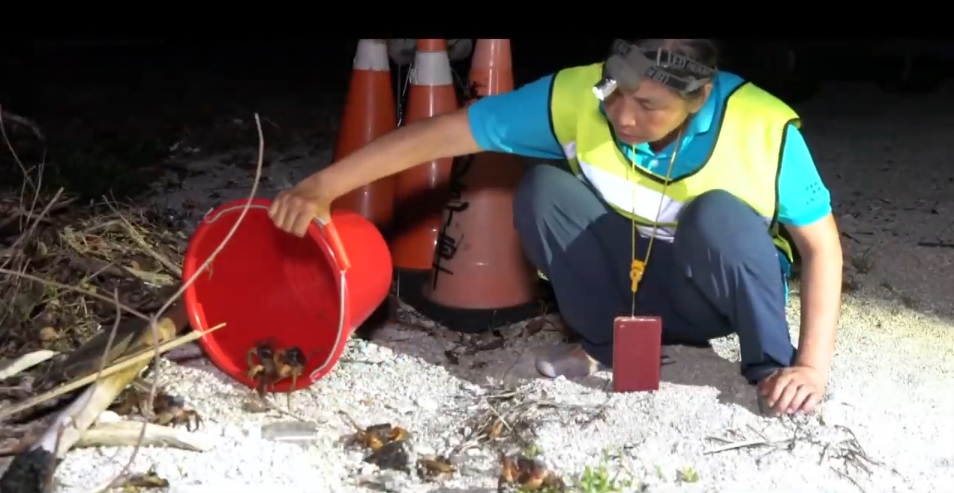 墾管處每年發起護蟹活動，幫助陸蟹媽媽平安抵達海邊，繁衍牠們的下一代(墾丁國家公園管理處提供)