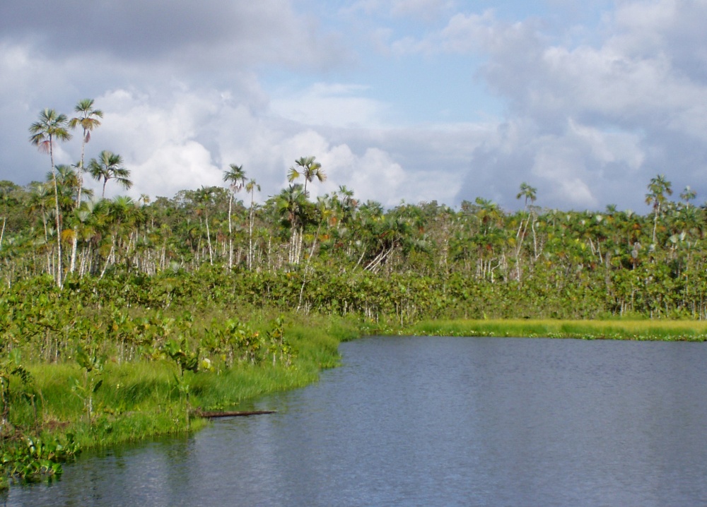 亞蘇尼國家公園是地球上生物多樣性最豐富的地區之一，本圖為國家公園的河岸景觀（圖片來源：flickr/Dan）