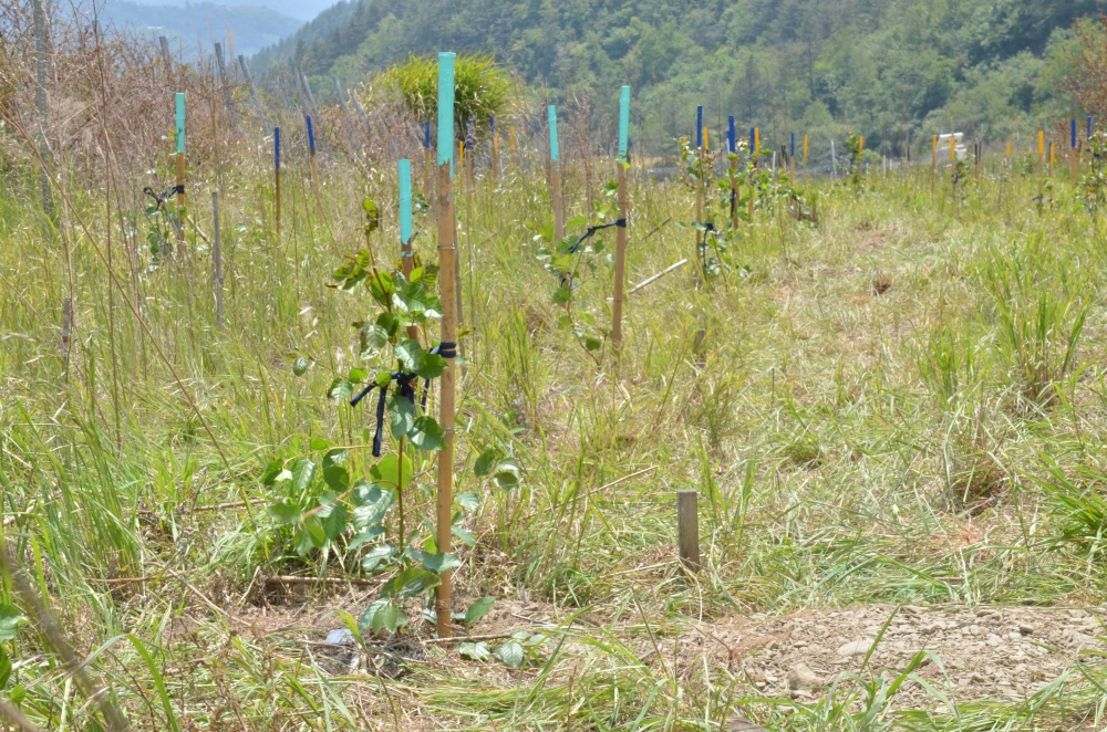 種植後立竹竿並將苗木綁於竹竿上，可以標示及固定苗木(邱清安教授研究團隊提供)