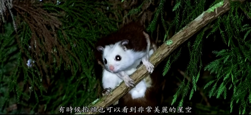 白面鼯鼠也是常見的飛鼠，晚上很容易看到牠在不同的樹冠上活動(雪霸國家公園管理處提供)