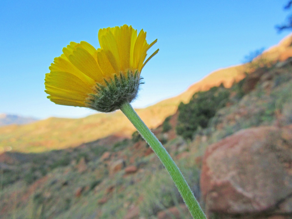 本圖為錫安國家公園沙漠萬壽菊，在猶他州嚴苛沙漠氣候中展現生命力，卻難敵其他更強勢的外來種植物（圖片來源：flickr/Andrey Zharkikh）