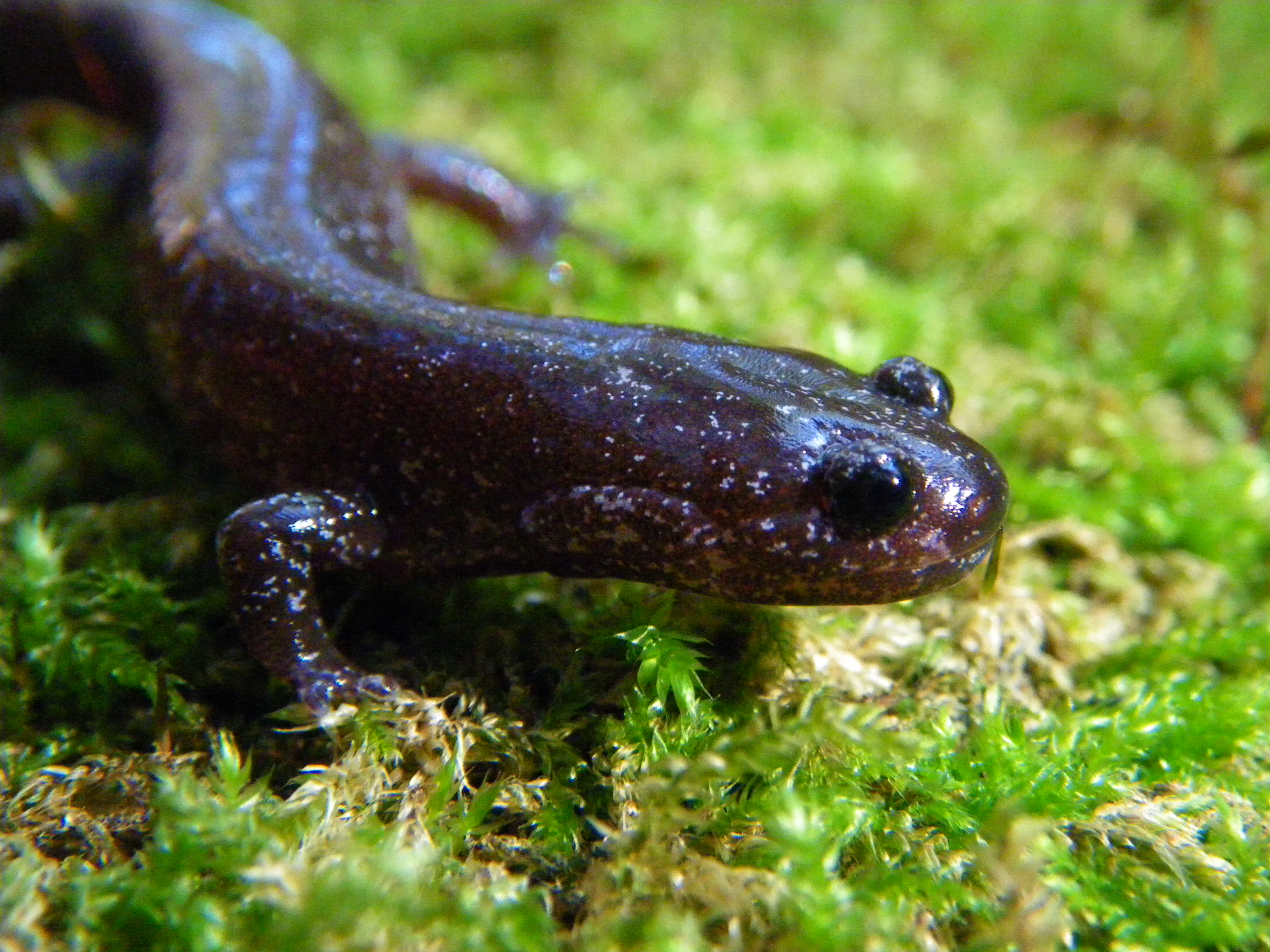 the Formosan salamander