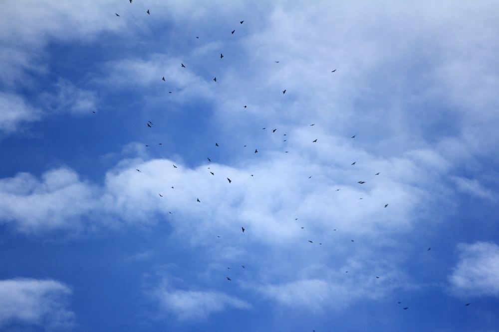 每年9月10月，鷹群經由麟趾山周邊過境南遷(玉山國家公園管理處提供)