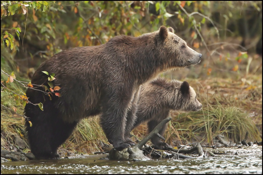 北喀斯喀特山脈屬於北美最豐富的生態系統之一，但如果沒有灰熊存在，生態系便不夠完整。本圖是在加拿大Alert Bay拍攝的灰熊