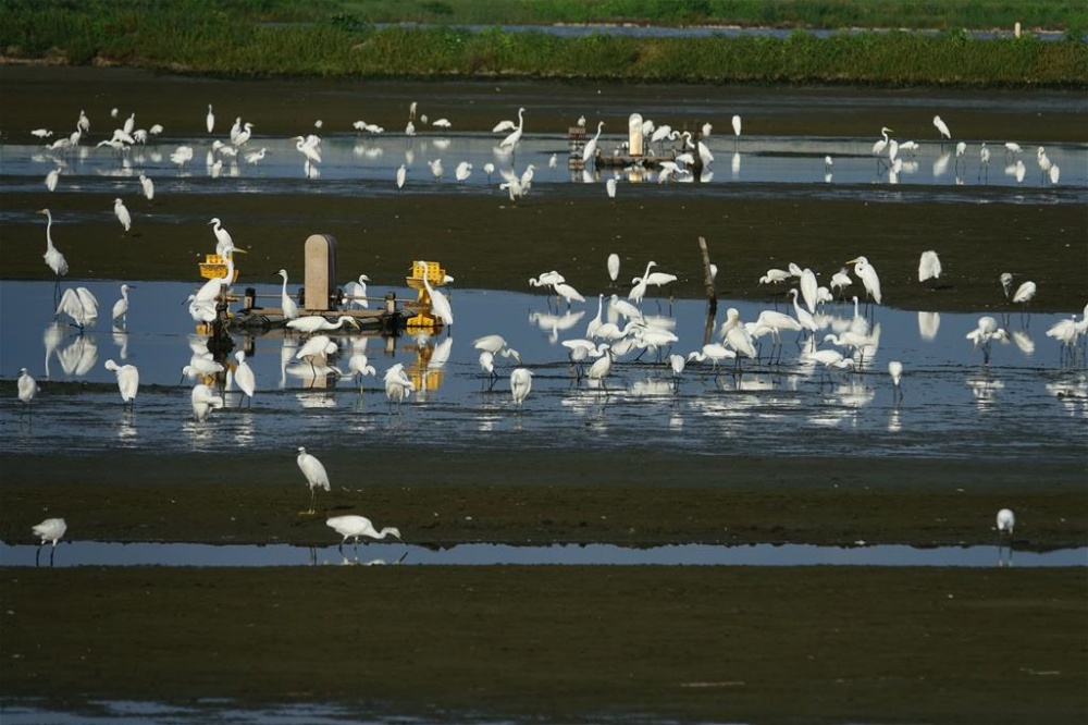 台江國家公園周圍布滿了魚塭，是東亞遷徙鳥類最好的度冬地與中繼站(台江國家公園管理處提供)