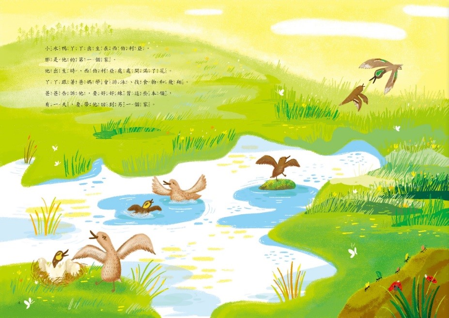 小水鴨ㄚㄚ出生在西伯利亞，他跟著爸媽學會游泳、找食物和飛翔(台江國家公園管理處提供)
