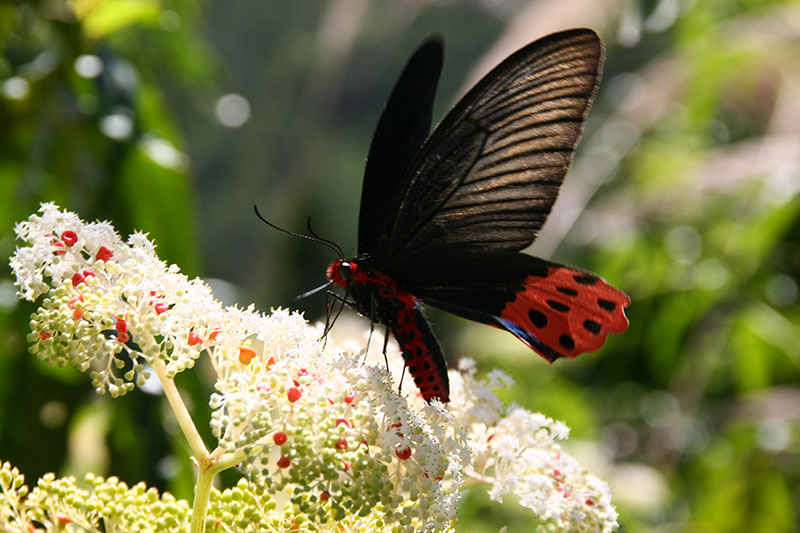 夏天開白花的冇骨消是蝴蝶最愛的蜜源植物(雪霸國家公園管理處提供)