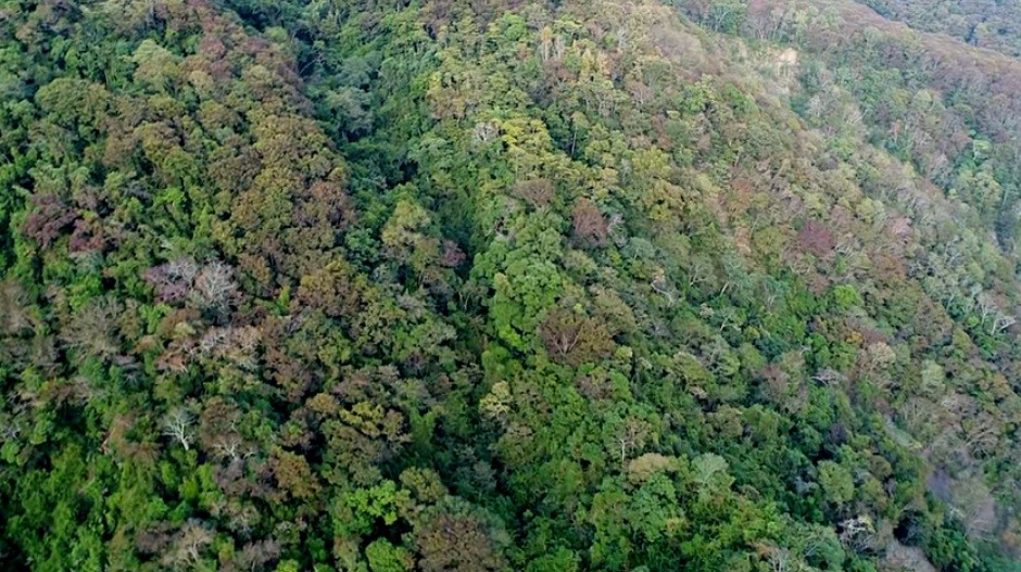 樹冠層是森林最高的地方，宛如森林的肌膚，能感知大地的訊息、調節森林的呼吸。它覆蓋全球超過百分之20的土地面積，因此又被稱為「第8大陸」(雪霸國家公園管理處提供)