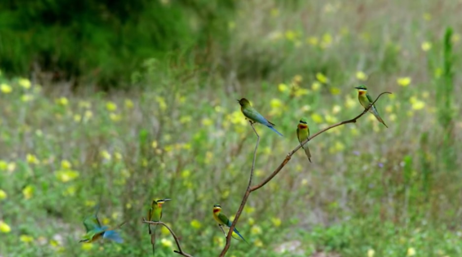 為了蓄水開挖的池塘、水庫，造就鳥類棲息的天堂，使鳥類成為金門自然資源的最大特色(金門國家公園管理處提供)