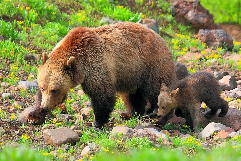 帶著幼崽的母熊在4月和5月初出現。牠們經常是以在冬天死去的麋鹿和野牛作為食物。當熊以屍體進食時，遇到人類就會做出攻擊性反應（圖片來源：flickr/ I-Ting Chiang）
