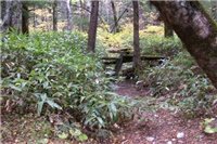 中部山岳國立公園步道上邊坡倒木橫置保護