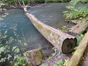 東北自然步道風倒木自然倒在溪流中，倒在步道部分鋸放倒木邊