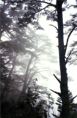 往排雲山中途中美麗的迷霧森林