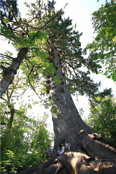 世界最大的錫卡達雲杉