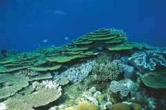 東沙環礁水域有各種形狀的軟硬珊瑚