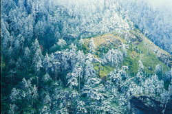 The Forest of Abies Kawakamii covered in frost